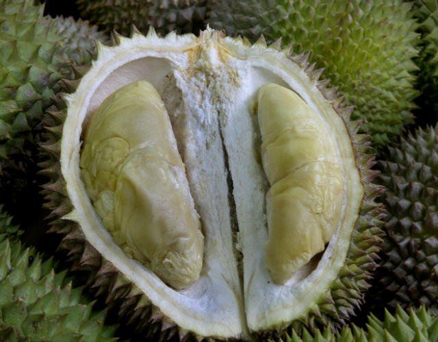 about-durian 2