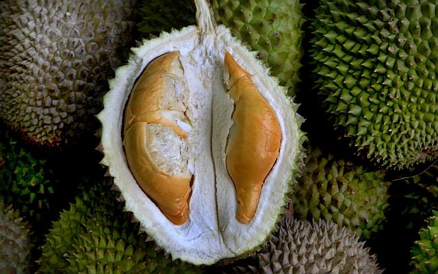 about-durian 5