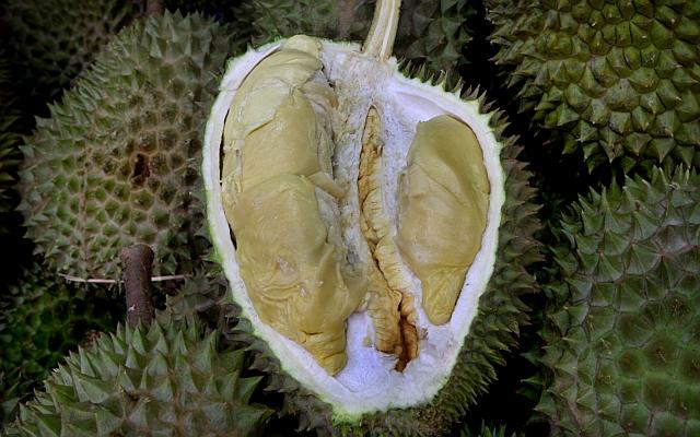 about-durian 8