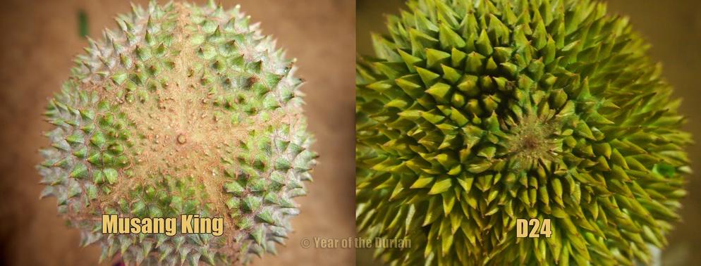 about-durian 9