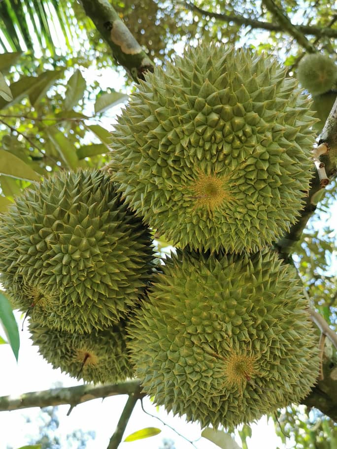 Durian