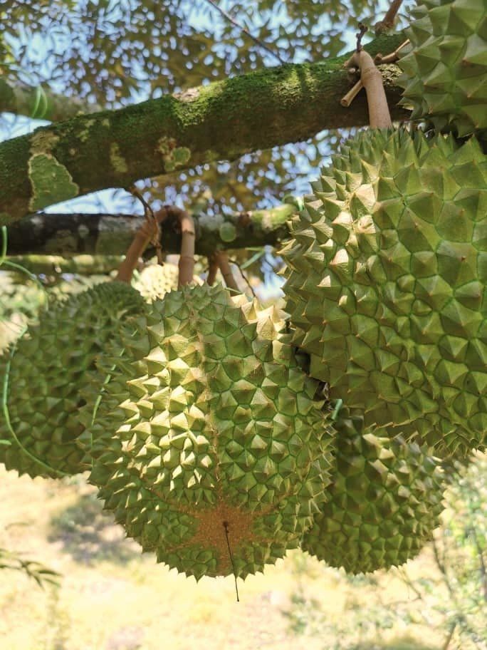 galleries-growing-of-durians 2
