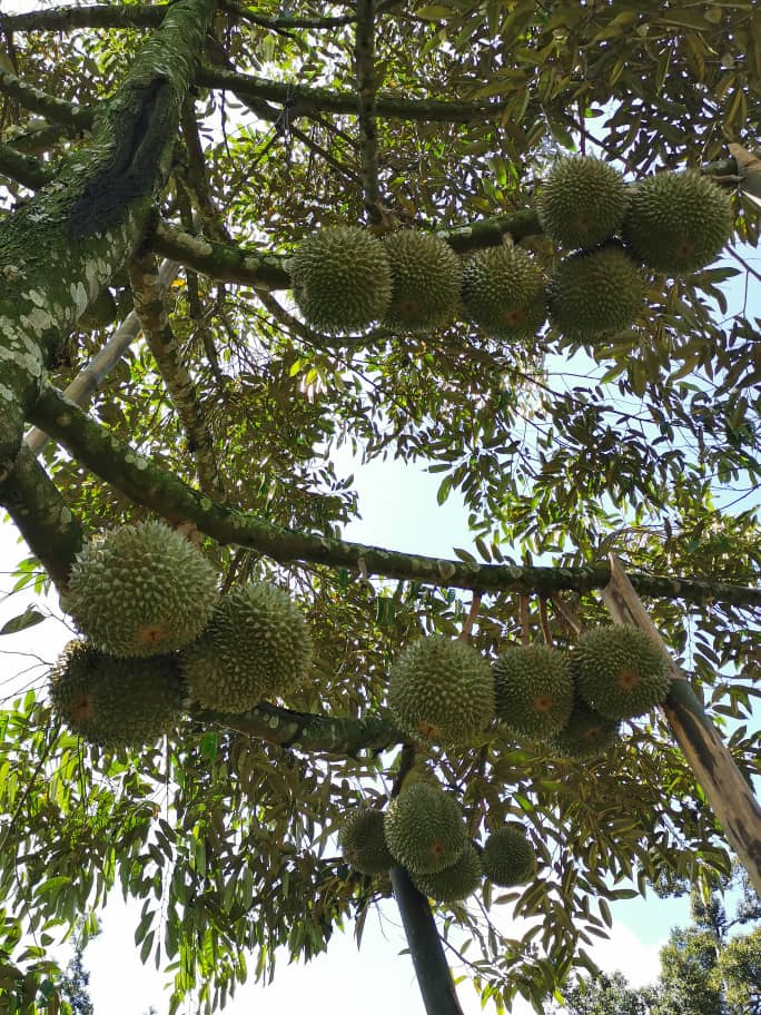 galleries-growing-of-durians 3