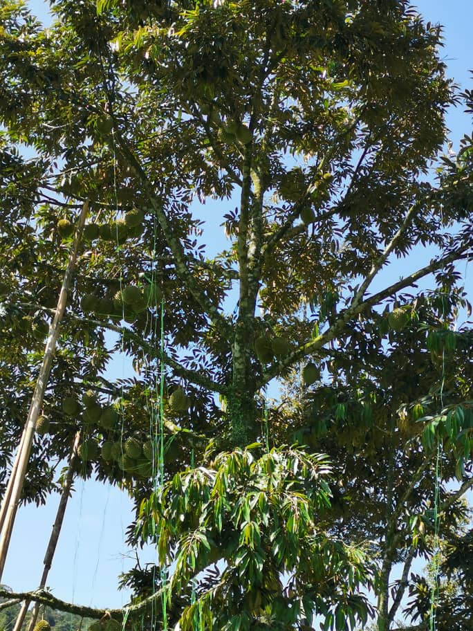 galleries-growing-of-durians 4