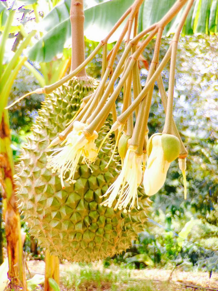 galleries-growing-of-durians 6
