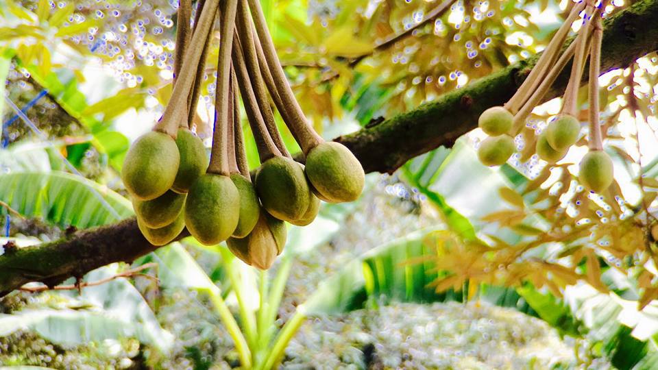 galleries-growing-of-durians 7