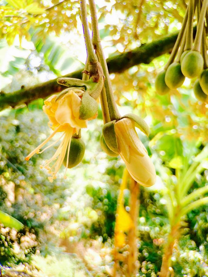 galleries-growing-of-durians 8